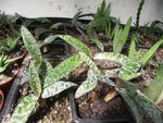 LEDEBOURIA SOCIALIS