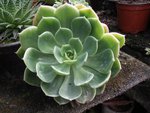 ECHEVERIA SECUNDA