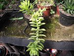 SEDUM ADOLPHII