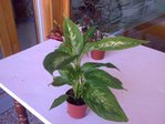Photo0008R.jpg