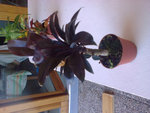 Photo0014R.jpg