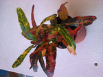 Photo0015R.jpg