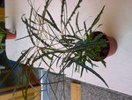 Photo0016R.jpg