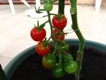 tomate 88.jpg