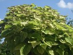 catalpa 002.jpg