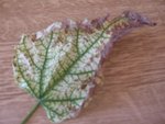 catalpa 001.jpg