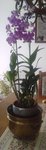Mon Dendro