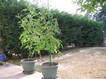 Tomate 96.jpg