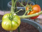 Tomate 97.jpg