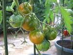 Tomate 98.jpg