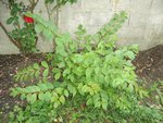 DSC06777.JPG