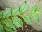 DSC06778.JPG