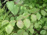 DSC06776.JPG