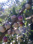 photo des mirabelles tachées