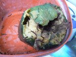 courgette dévorée
