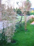 le Pleioblastus et le Phyllostachys