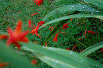 2009 08 06 BaieDeSaintBrieuc 20h33.jpg