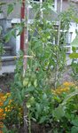 Andine cornue plant perso.jpg