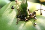 INSECTES TOMATES.jpg