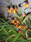 fleur_orange.JPG