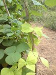 DSC00722a.jpg