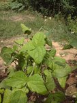 DSC00723a.jpg