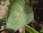 DSC00724a.jpg