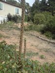DSC00725a.jpg