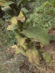 DSC00726a.jpg