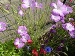 fleur1a.jpg