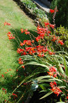 2009 08 08 crocosmias lucifer 13h06a.jpg
