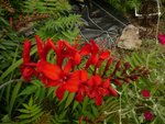 crocosmia lucifer