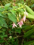 fushia ricartonii alba