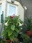 mes brugmantias sont superbe cette année mais ils sont blanc tout les 2 et j'aimerai une autre couleur