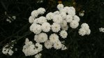 voici l'achillée boule de neige ou la perle elle porte les 2 noms et je peut en donner a la pelle cet automne