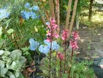voici un lobelia que la ville a coté de chez nous,jette avec toute les plantes qui ont garni les parterres de la ville.je peut vous dire que je me sert alegrement