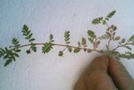IMG0017A.jpg