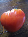jardin 2009-08-08 010.jpg