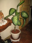 voici donc ma plante