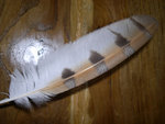 plume 100809 003.jpg