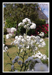 2009 07 12 Flocons 16h50a.jpg