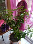 Mon citronnier en entier