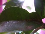 Les parasites &quot;cocons&quot; sous les feuilles...