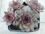 video 27 04 08 005.jpg