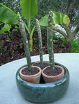 DSCN3597.JPG