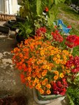 en voila 2 pieds dans une jardiniére