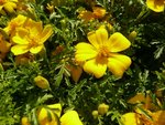 les fleurs en gros plan