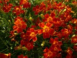 les rouilles