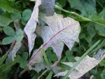 oidium?