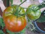 tomate 106.jpg